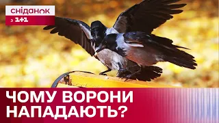 ВОРОНИ АТАКУЮТЬ! Чому птахи нападають на людей?