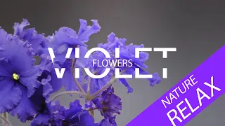#timelapse  Violet Flowers Time Lapse