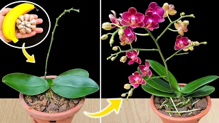 Do THIS and your orchid will bloom like crazy all year round!