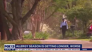 Climate change: Allergy season is getting longer, worse | FOX 13 Seattle