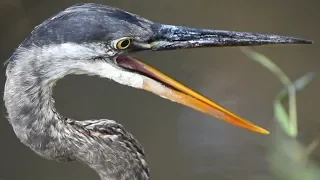 Great blue heron bird opening beak / mouth wide | call sound