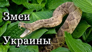 Змеи в Украине: как спастись от укусов гадюк