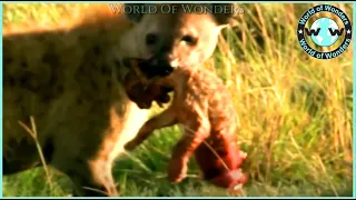 WATCH Times Lions Give Birth And Fight To Protect Cub  Wild Animals