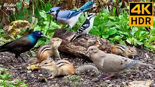 Cat TV for Cats to Watch 😺 Playful Chipmunks Squirrels and Birds Up Close 🐿 8 Hours 4K HDR 60FPS