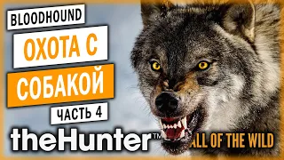 theHunter Call of the Wild #4 🐶 - САМЫЙ АГРЕССИВНЫЙ ВОЛК!!! ЧУТЬ НЕ ЗАГРЫЗ! - Охота с Собакой (2021)