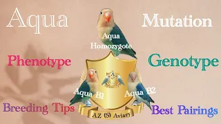 Love bird Aqua Mutation breeding tips || Aqua phenotype , Genotyps || lovebird breeding setup