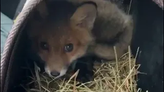 making the enclosure for the fox cubs, Sushika & Co