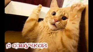 Приколы с котами! Смешные коты С ОЗВУЧКОЙ! САМЫЕ СМЕШНЫЕ ЖИВОТНЫЕ! Угар!