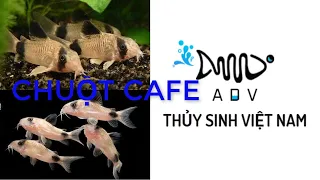 Review Cá Chuột Cafe Corydoras Aeneus Loài Cá Làm Sạch Đáy Bể Thủy Sinh | Thủy Sinh ADV