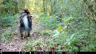 Backyard Trail Camera, Path Cam 2, 2 months. South Louisiana