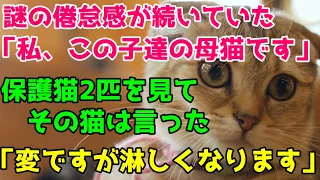 最近、身体の不調が続き原因不明の倦怠感に襲われていた「私、この子達の母猫です」保護猫2匹を見てその猫が喋った「何だか変ですが寂しくなります」幽霊に向かって話しかけた【猫の不思議な話・朗読】