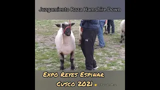 Juzgamiento Raza Ovinos Hamshire Down Expo Reyes Espinar Cusco 2021