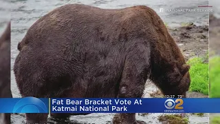 National Park Service Holds Fat Bear Bracket