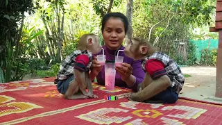 Smart Lovely Monkey Koko And Yoko Drinking Fresh Juice