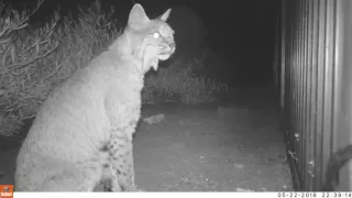 Nightime Bobcat up close