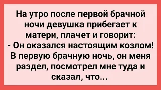 После Первой Брачной Ночи Дочь Жалуется Матери! Сборник Свежих Смешных Жизненных Анекдотов!