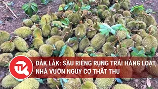 Đắk Lắk: Sầu riêng rụng trái hàng loạt, nhà vườn nguy cơ thất thu | Truyền hình Quốc hội Việt Nam