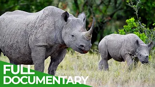 Do Rhinos Have a Future? | Giving Nature A Voice | Free Documentary Nature