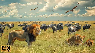 4K African Wildlife: The World's Greatest Migration from Tanzania to Kenya With Real Sounds #47