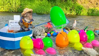 Baby monkey Bim Bim and dinosaur find koi fish and open mysterious eggs