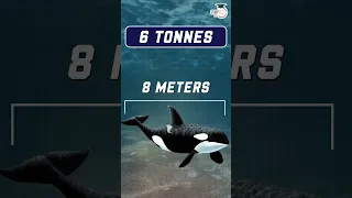 Why Orcas are attacking Ships