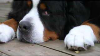 Bernese Mountain Dog blows me away