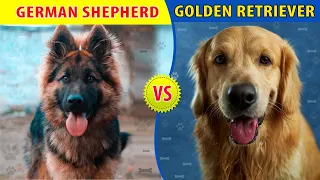 Golden Retriever vs German Shepherd: Who is Best in Hindi