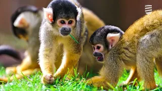 Станет ли оспа обезьян причиной новой пандемии в мире