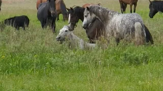 Случай в Табуне. An incident in a herd of horses.