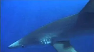 Blue Sharks @ Azores