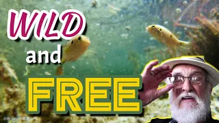 The Secret to Keeping Wild Fish in a Natural Aquarium