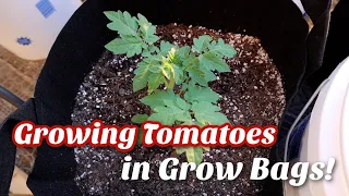 Growing Tomatoes In Grow Bags (On Our Deck!)