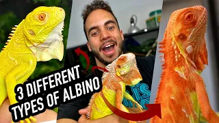 I Bought 3 Albino Iguanas in one WEEK!