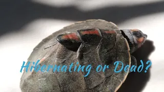 Is my Turtle Hibernating or dead? #turtle #hibernating #pet #turtles #petlover