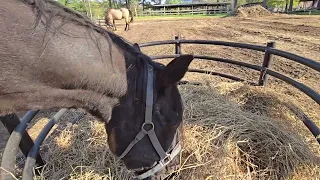 Evening stopby to brush and tick check Clancy and Midnight