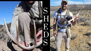 Shed hunting Utah || First elk shed of the year