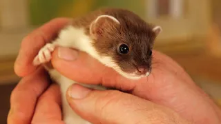 Rescuing Baby Stoats Ready For Life in the Wild | Rescued & Returned to the Wild | Robert E Fuller