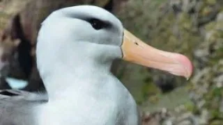 крик альбатроса