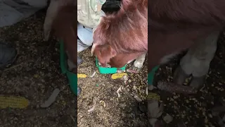 Знайшли корову у покинутому селі