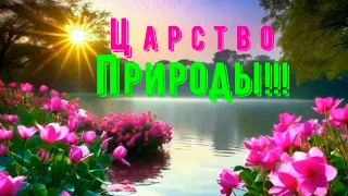 ЦАРСТВО ПРИРОДЫ(KINGDOM OF NATURE)!!!