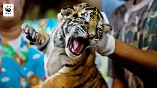 Take Action for Tigers | WWF-Australia