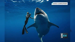 Ocean Diver Swims With Biggest Great White Shark Ever   E News Live