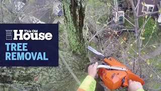 How to Remove a Large Tree | This Old House