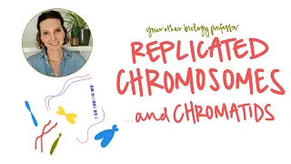 What are Replicated Chromosomes?