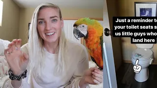 11 Things That Can KILL Your Bird | Household Dangers to Pet Parrots