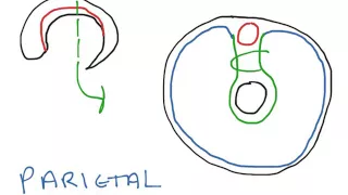 Development of the peritoneum