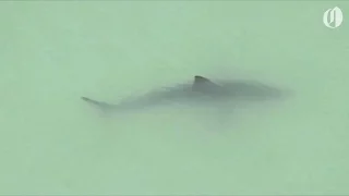 Great white sharks spotted off Southern California coast