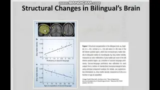 Report 211- Multilingual & Bilingual (Neurolinguistics SLA)