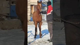 донская порода лошади, дончак. 9 месяцев. Астана, Казахстан. #дончак #лошадь #красиваялошадь