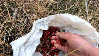 По журавлину та Білі Гриби в Карпати! Закриття сезону